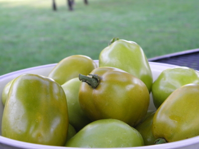 Green (GWR) Tomatoes